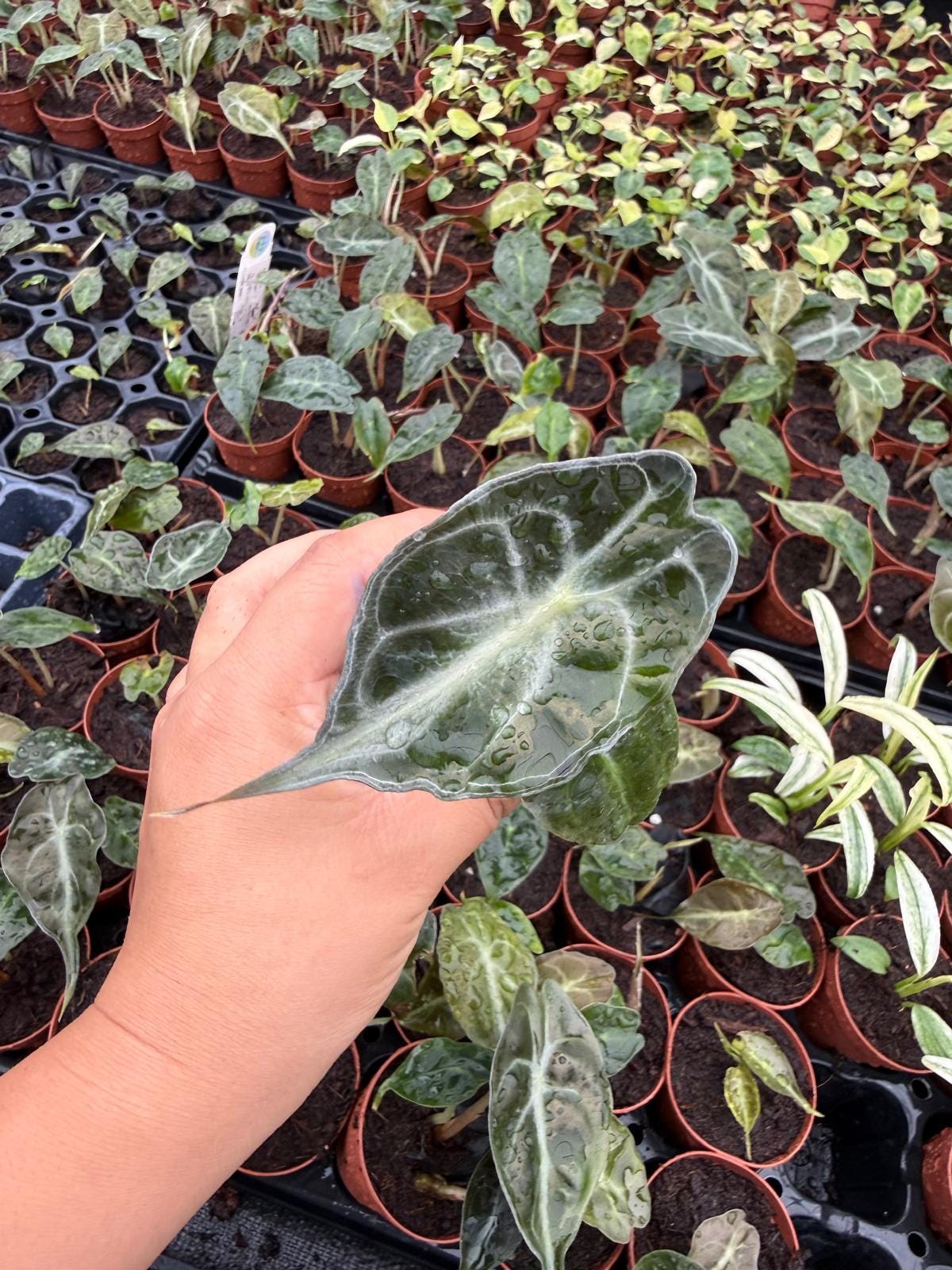 Alocasia ‘Venom’ Live Plant – Rare Tropical Elephant Ear, Bold Veined Indoor Houseplant, Collector Aroid