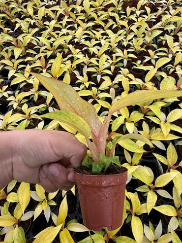 2" Pot Philodendron ‘Quad Color’ Live Plant – Rare Variegated Aroid, Colorful Indoor Climbing Philodendron, Collector Plant