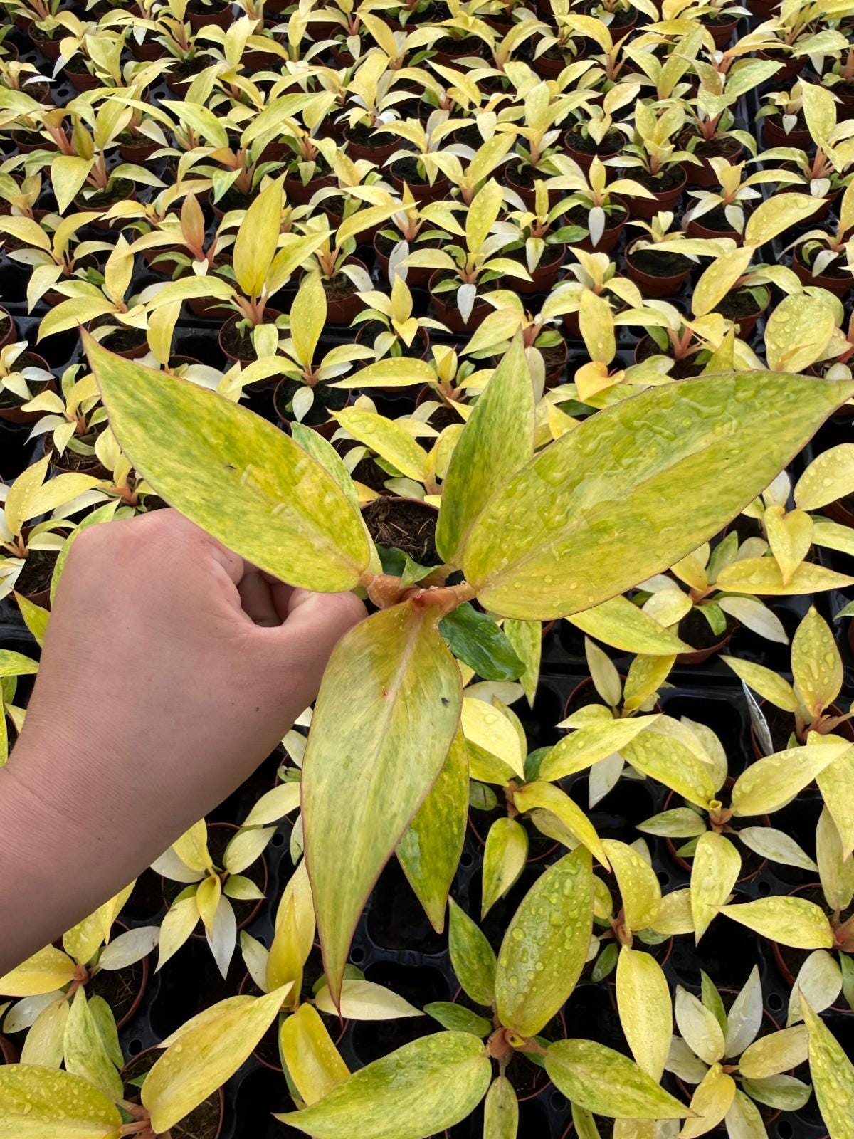 2" Pot Philodendron ‘Quad Color’ Live Plant – Rare Variegated Aroid, Colorful Indoor Climbing Philodendron, Collector Plant