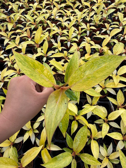 philodendron quad color 2" Pot Philodendron ‘Quad Color’ Live Plant – Rare Variegated Aroid, Colorful Indoor Climbing Philodendron, Collector Plant