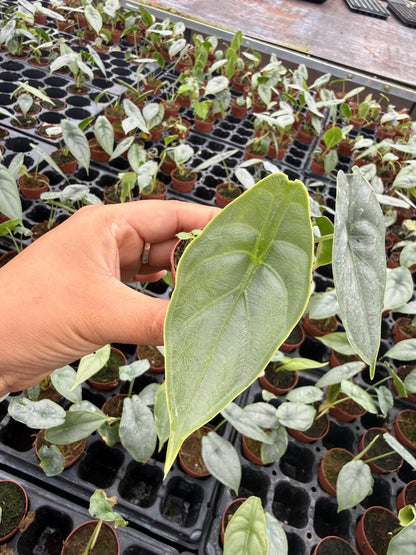 2" Alocasia ‘Puncak Borneensis’ Live Plant – Rare Mini Elephant Ear, Tropical Aroid, Collector Houseplant