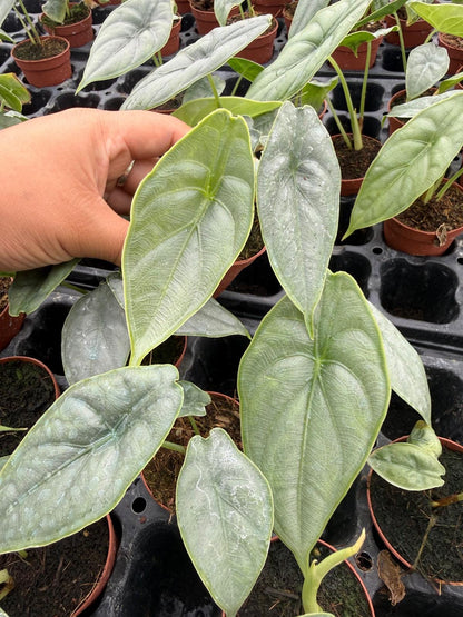 2" Alocasia ‘Puncak Borneensis’ Live Plant – Rare Mini Elephant Ear, Tropical Aroid, Collector Houseplant