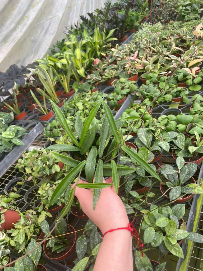 4" Pot Hoya Minibelle – Rare Hybrid Wax Plant, Tropical Trailing Hoya