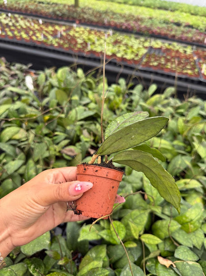 2" Pot Hoya Finlaysonii – Rare Veined Wax Plant, Tropical Trailing Hoya