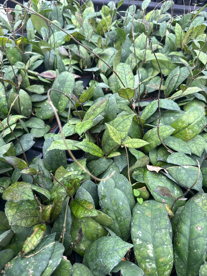 2" Pot Hoya Finlaysonii – Rare Veined Wax Plant, Tropical Trailing Hoya