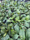 2" Pot Hoya Finlaysonii – Rare Veined Wax Plant, Tropical Trailing Hoya