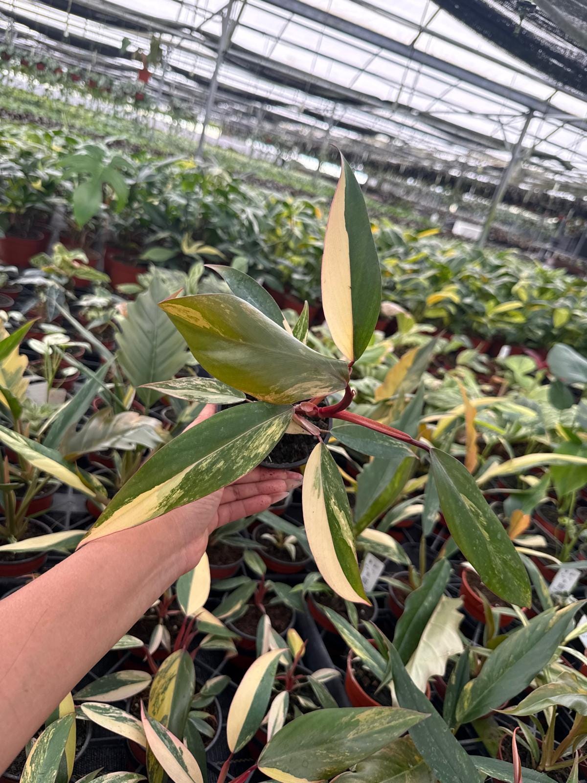 4" Pot Philodendron Strawberry Shake Plant – Rare Variegated Aroid, Tropical Collector Plant