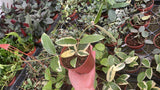 Hoya Acuta Outer Variegate Plant – Rare Variegated Wax Plant, Tropical Trailing Hoya