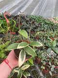 Hoya Acuta Outer Variegate Plant – Rare Variegated Wax Plant, Tropical Trailing Hoya