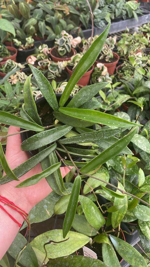 4" Pot Hoya Minibelle – Rare Hybrid Wax Plant, Tropical Trailing Hoya