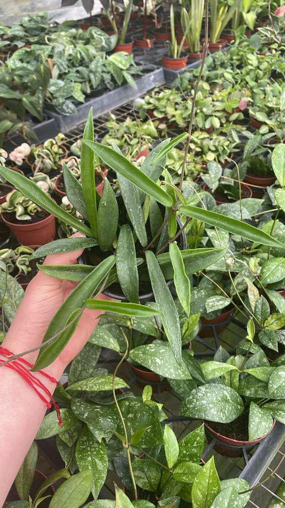 4" Pot Hoya Minibelle – Rare Hybrid Wax Plant, Tropical Trailing Hoya