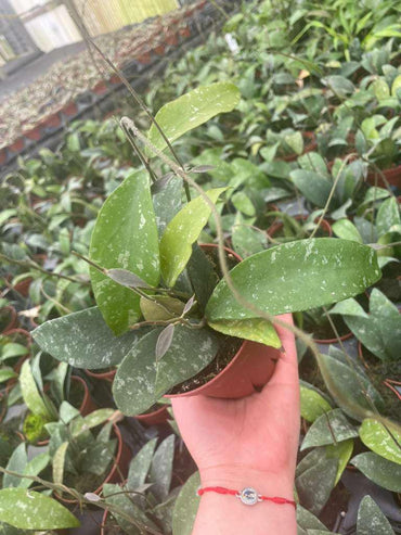 4" Pot Hoya Phuwuaensis Splash – Rare Hybrid Wax Plant, Tropical Trailing Hoya