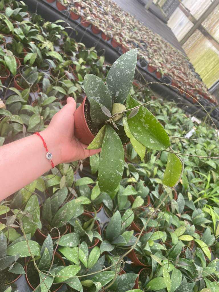 4" Pot Hoya Phuwuaensis Splash – Rare Hybrid Wax Plant, Tropical Trailing Hoya
