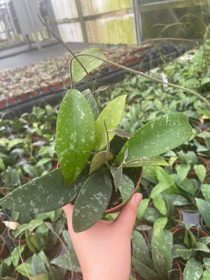 4" Pot Hoya Phuwuaensis Splash – Rare Hybrid Wax Plant, Tropical Trailing Hoya