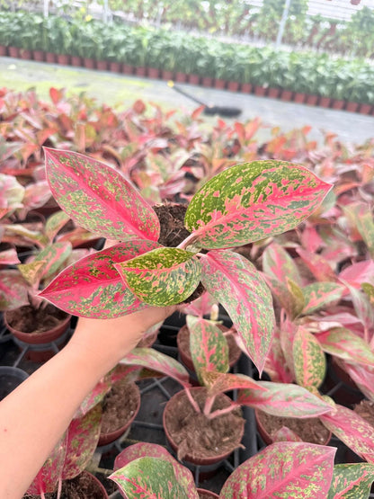 Aglaonema Stardust: Chinese Evergreen Live Plant – Tropical Indoor Plant – Easy Care Low Light Houseplant – 4 Inch Plant