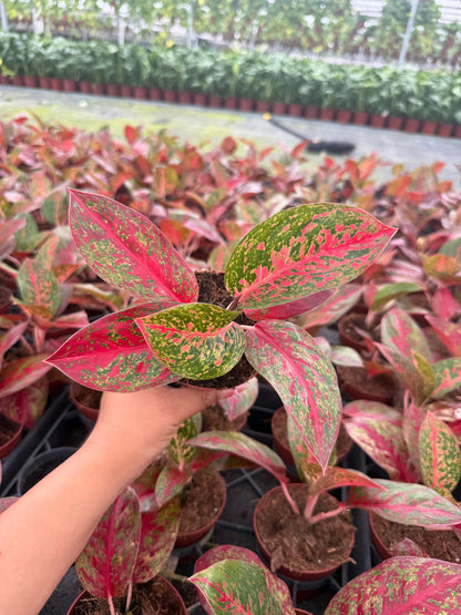 Aglaonema Stardust: Chinese Evergreen Live Plant – Tropical Indoor Plant – Easy Care Low Light Houseplant – 4 Inch Plant