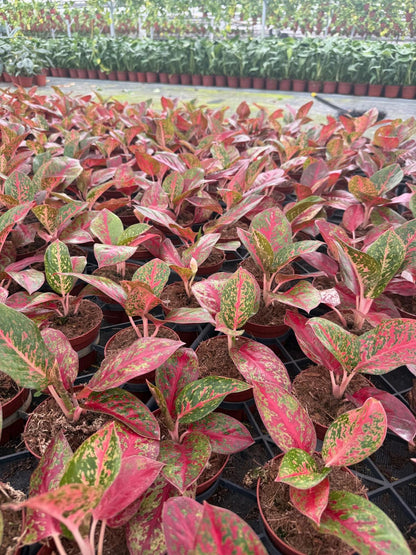 Aglaonema Stardust: Chinese Evergreen Live Plant – Tropical Indoor Plant – Easy Care Low Light Houseplant – 4 Inch Plant