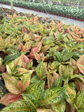 Aglaonema Prakaiphet: Chinese Evergreen Live Plant – Tropical Indoor Plant – Easy Care Low Light Houseplant – 4 Inch Plant