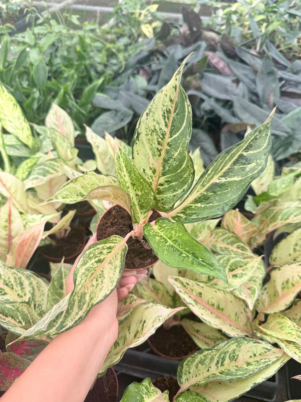 Aglaonema Lucky: Chinese Evergreen Live Plant – Tropical Indoor Plant – Easy Care Low Light Houseplant – 4 Inch Plant