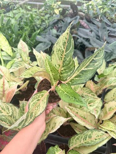 Aglaonema Lucky: Chinese Evergreen Live Plant – Tropical Indoor Plant – Easy Care Low Light Houseplant – 4 Inch Plant