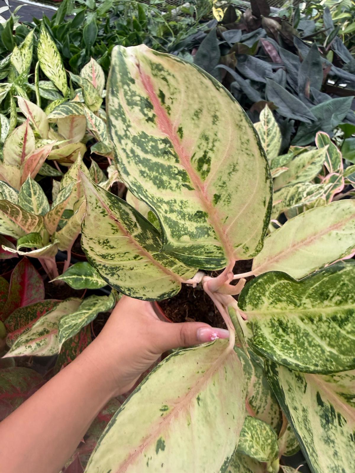 Aglaonema Lucky: Chinese Evergreen Live Plant – Tropical Indoor Plant – Easy Care Low Light Houseplant – 4 Inch Plant