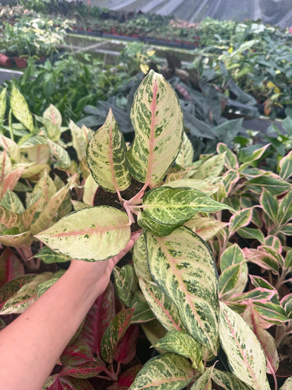 Aglaonema Lucky: Chinese Evergreen Live Plant – Tropical Indoor Plant – Easy Care Low Light Houseplant – 4 Inch Plant