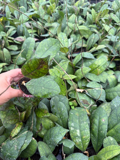 2" Pot Hoya Finlaysonii – Rare Veined Wax Plant, Tropical Trailing Hoya