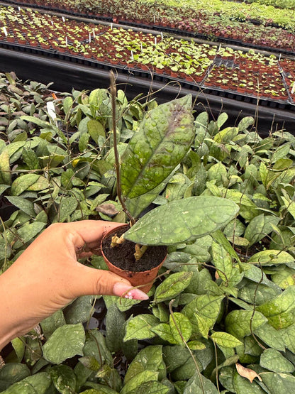 2" Pot Hoya Finlaysonii – Rare Veined Wax Plant, Tropical Trailing Hoya