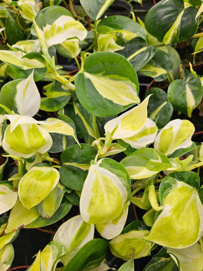 4" Pot Philodendron Gabby Variegated Plant | Rare Indoor Aroid | Easy Care Tropical Houseplant | Collector Philodendron