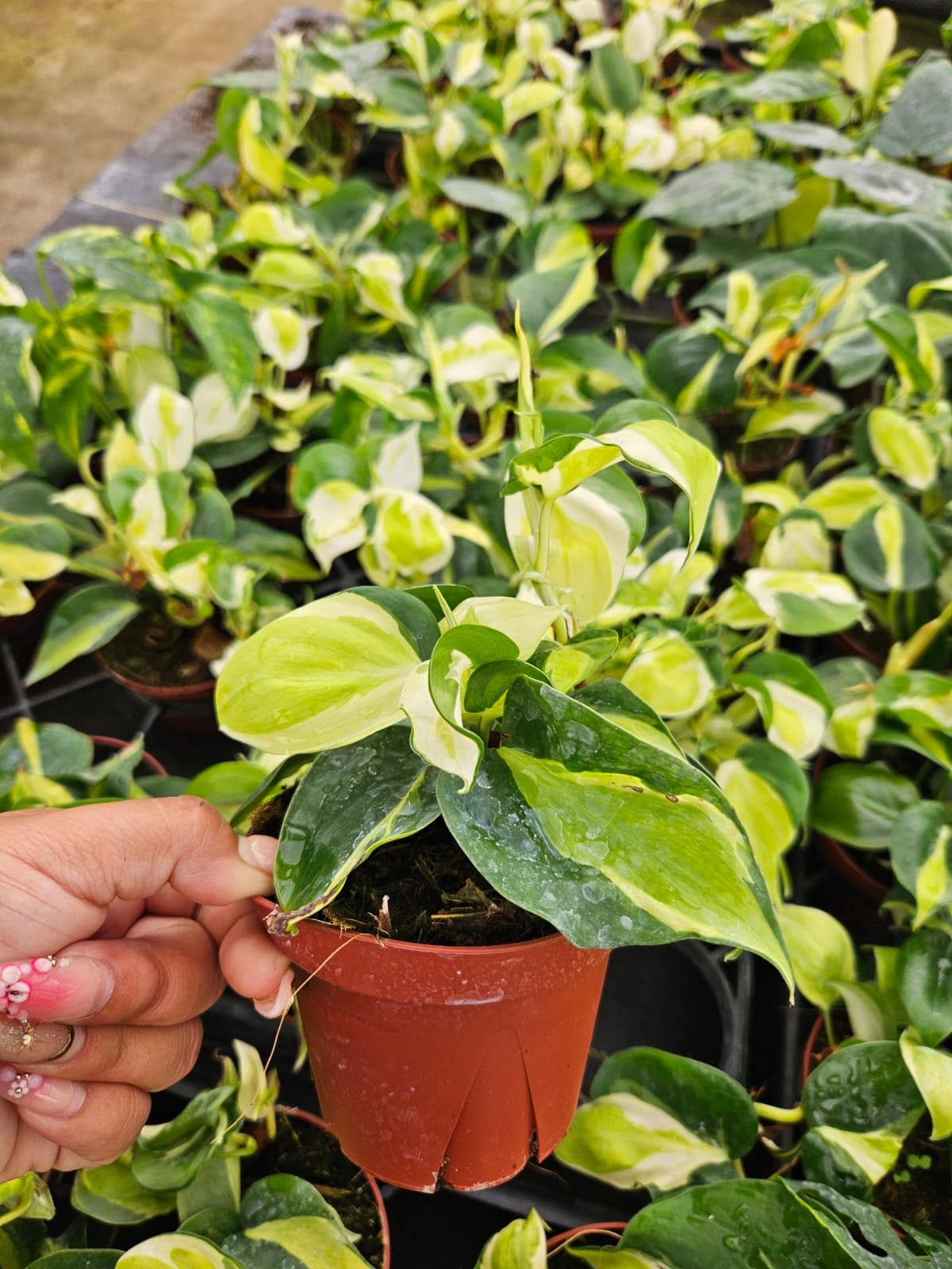 4" Pot Philodendron Gabby Variegated Plant | Rare Indoor Aroid | Easy Care Tropical Houseplant | Collector Philodendron