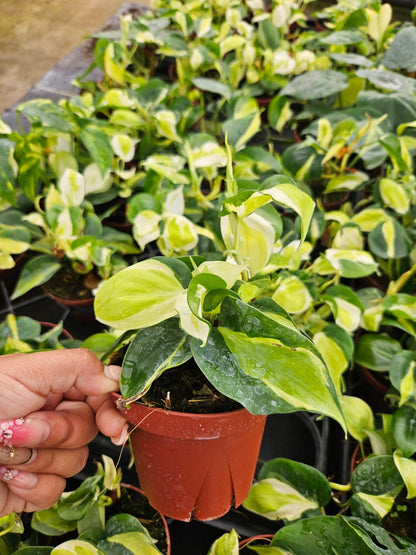4" Pot Philodendron Gabby Variegated Plant | Rare Indoor Aroid | Easy Care Tropical Houseplant | Collector Philodendron