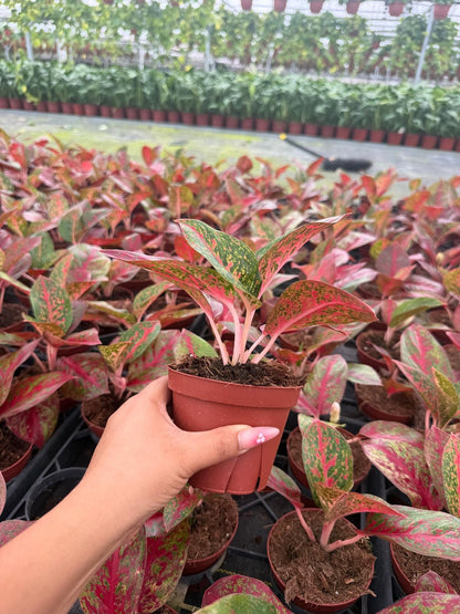 Aglaonema Stardust: Chinese Evergreen Live Plant – Tropical Indoor Plant – Easy Care Low Light Houseplant – 4 Inch Plant
