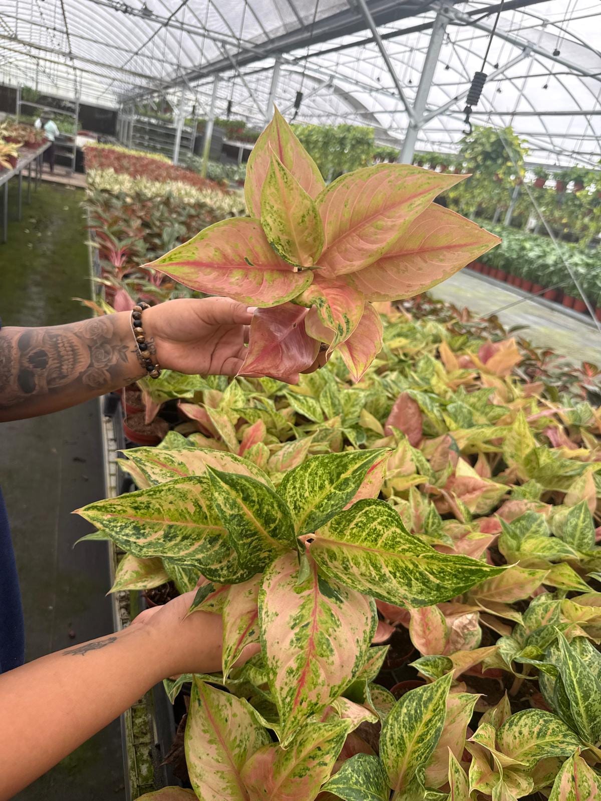 Aglaonema Prakaiphet: Chinese Evergreen Live Plant – Tropical Indoor Plant – Easy Care Low Light Houseplant – 4 Inch Plant