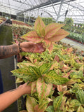 Aglaonema Prakaiphet: Chinese Evergreen Live Plant – Tropical Indoor Plant – Easy Care Low Light Houseplant – 4 Inch Plant