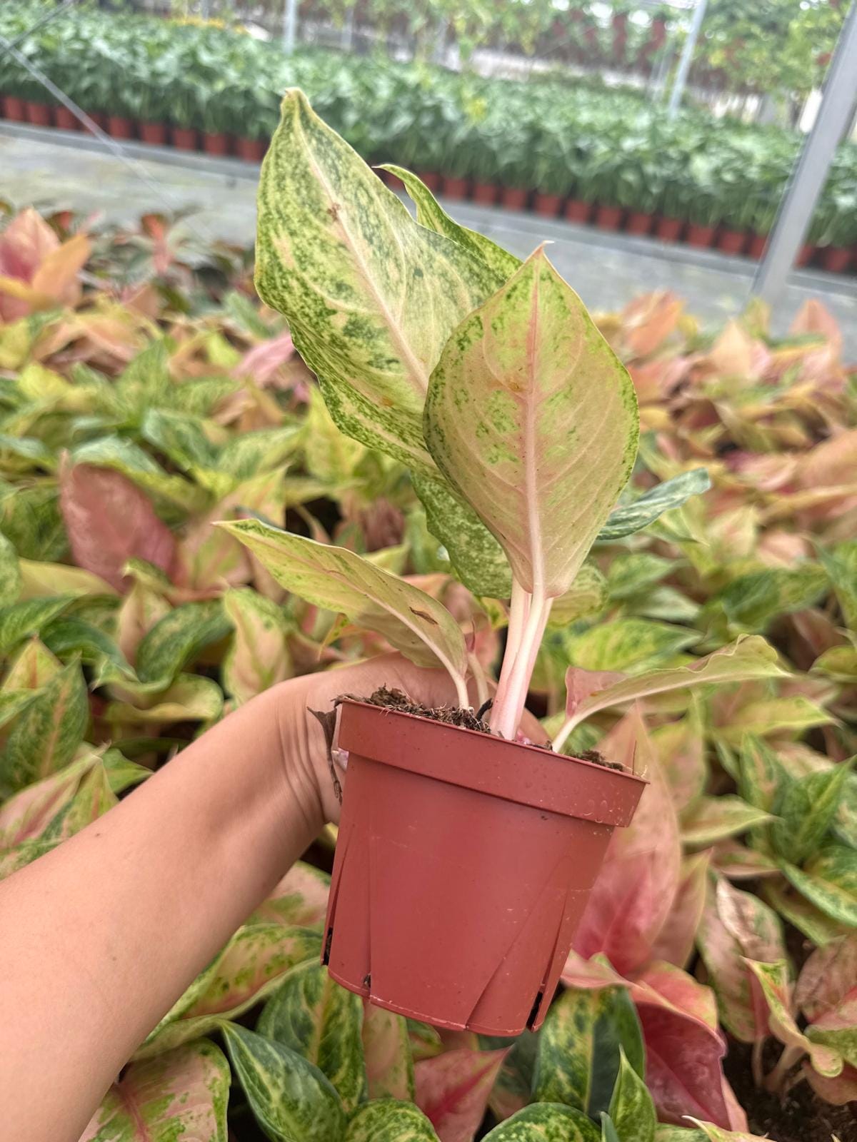Aglaonema Prakaiphet: Chinese Evergreen Live Plant – Tropical Indoor Plant – Easy Care Low Light Houseplant – 4 Inch Plant