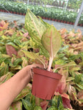 Aglaonema Prakaiphet: Chinese Evergreen Live Plant – Tropical Indoor Plant – Easy Care Low Light Houseplant – 4 Inch Plant