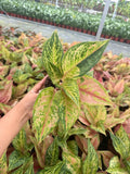 Aglaonema Prakaiphet: Chinese Evergreen Live Plant – Tropical Indoor Plant – Easy Care Low Light Houseplant – 4 Inch Plant