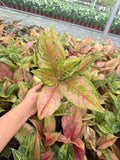 Aglaonema Prakaiphet: Chinese Evergreen Live Plant – Tropical Indoor Plant – Easy Care Low Light Houseplant – 4 Inch Plant