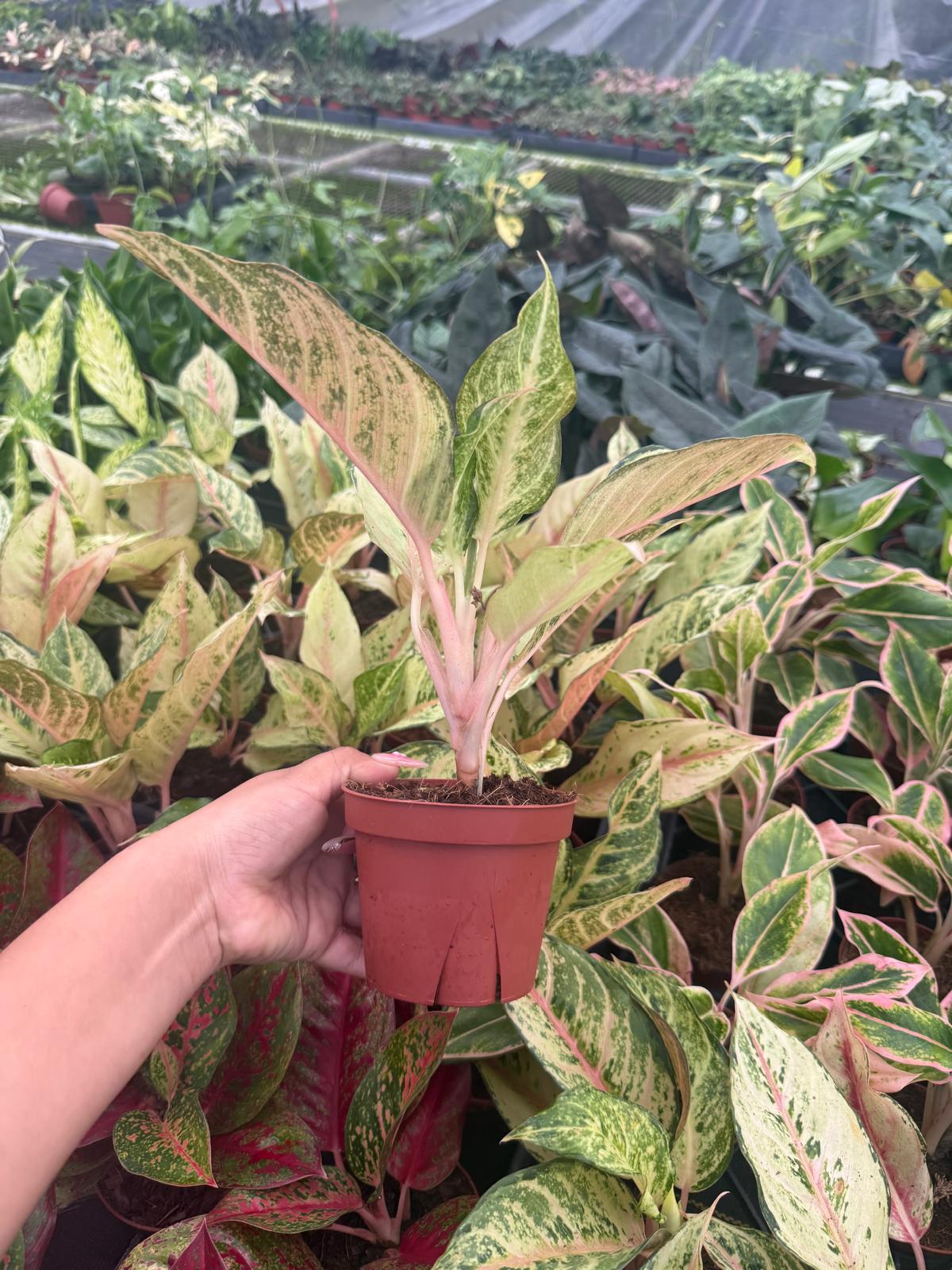 Aglaonema Lucky: Chinese Evergreen Live Plant – Tropical Indoor Plant – Easy Care Low Light Houseplant – 4 Inch Plant