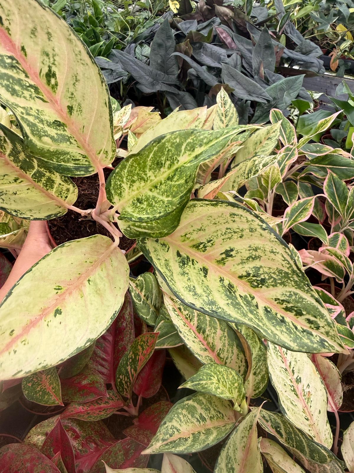 Aglaonema Lucky: Chinese Evergreen Live Plant – Tropical Indoor Plant – Easy Care Low Light Houseplant – 4 Inch Plant