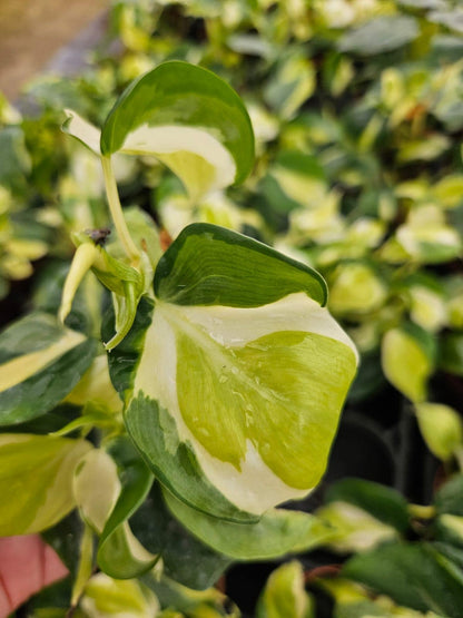 4" Pot Philodendron Gabby Variegated Plant | Rare Indoor Aroid | Easy Care Tropical Houseplant | Collector Philodendron