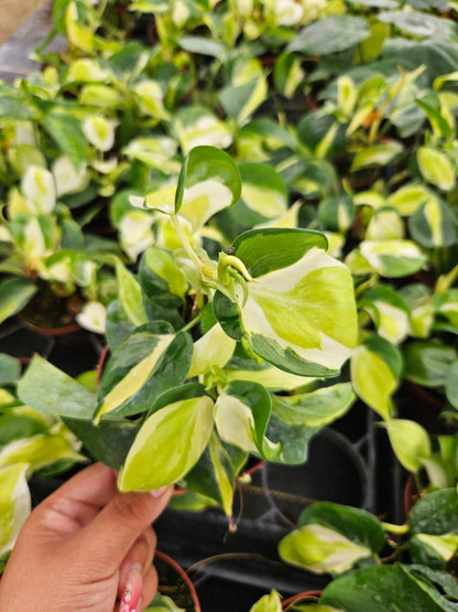 4" Pot Philodendron Gabby Variegated Plant | Rare Indoor Aroid | Easy Care Tropical Houseplant | Collector Philodendron