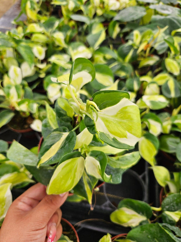 philodendron calkins gold care 2" Pot Philodendron Calkins Gold – Rare Tropical Houseplant, Golden Va – Coollective Plants