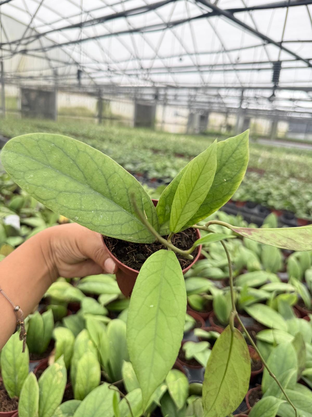 4" Pot Hoya Vitellinoides Big Leaf Plant | Rare Hoya Live Plant | Large Leaf Tropical Houseplant | Collector Indoor Plant