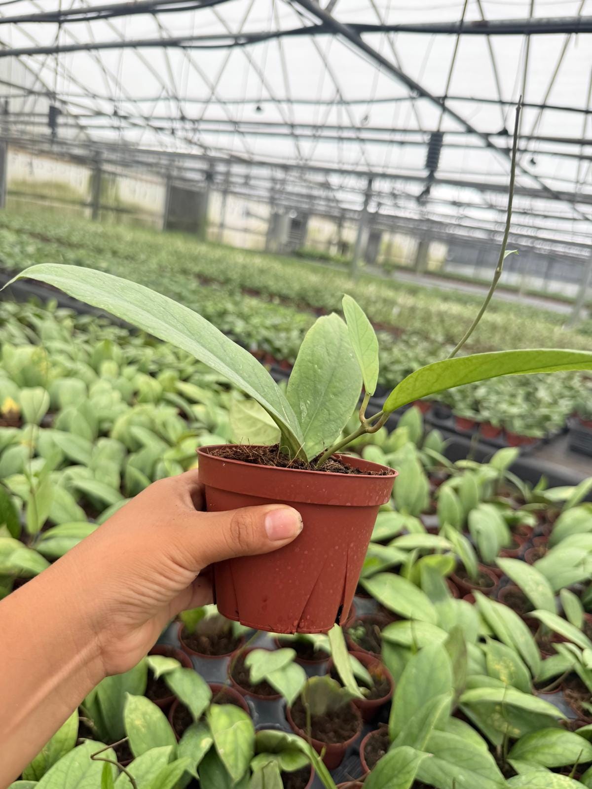 4" Pot Hoya Vitellinoides Big Leaf Plant | Rare Hoya Live Plant | Large Leaf Tropical Houseplant | Collector Indoor Plant