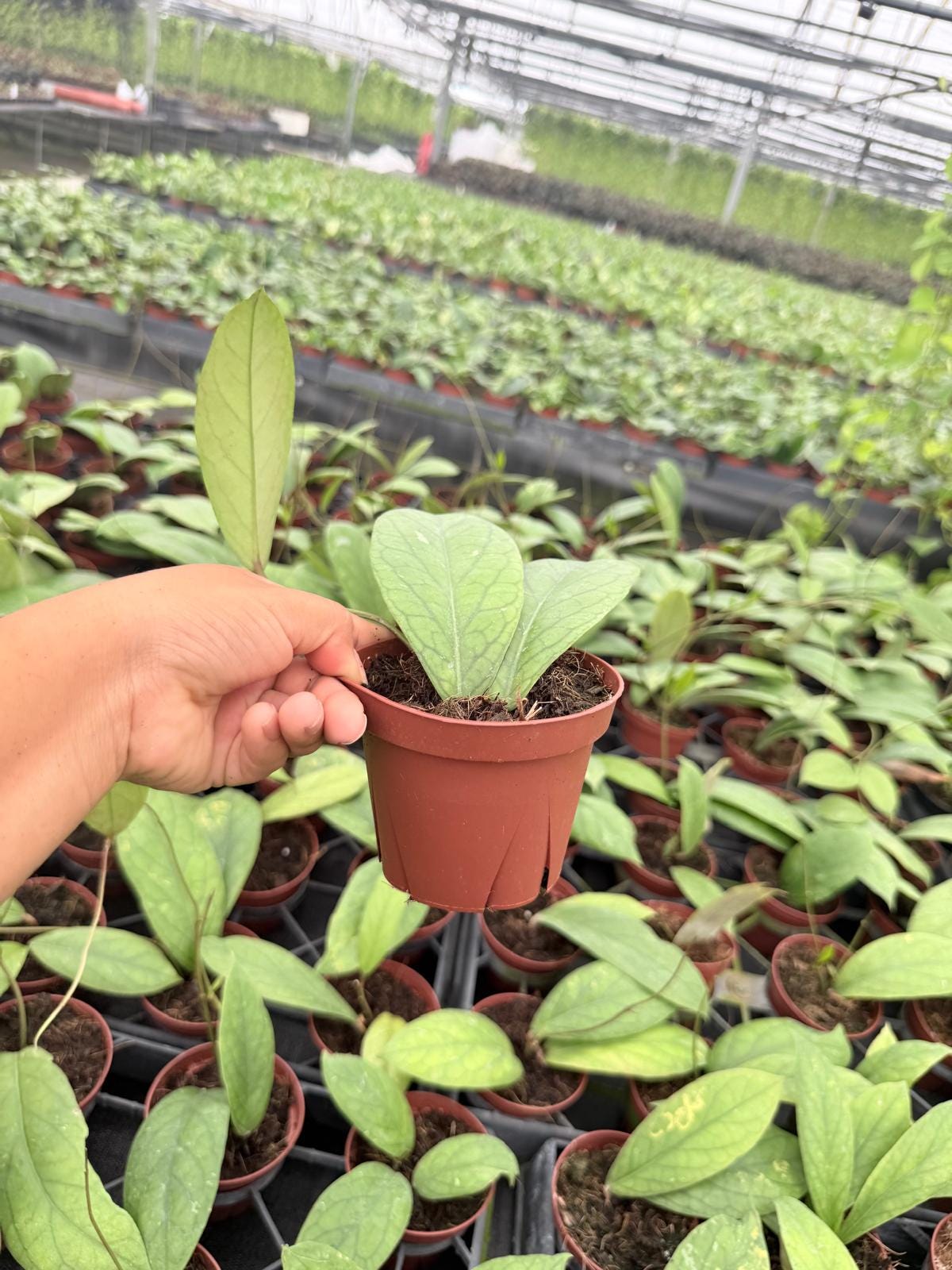 4" Pot Hoya Vitellinoides Big Leaf Plant | Rare Hoya Live Plant | Large Leaf Tropical Houseplant | Collector Indoor Plant