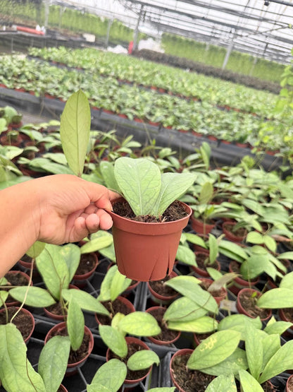 4" Pot Hoya Vitellinoides Big Leaf Plant | Rare Hoya Live Plant | Large Leaf Tropical Houseplant | Collector Indoor Plant