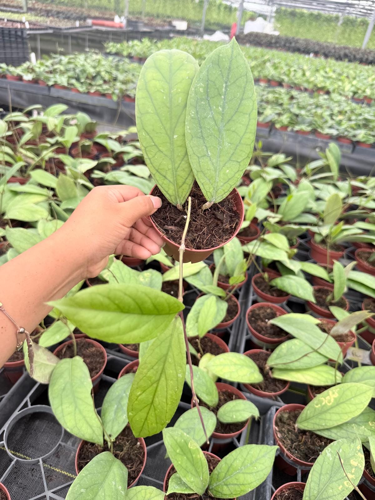 4" Pot Hoya Vitellinoides Big Leaf Plant | Rare Hoya Live Plant | Large Leaf Tropical Houseplant | Collector Indoor Plant