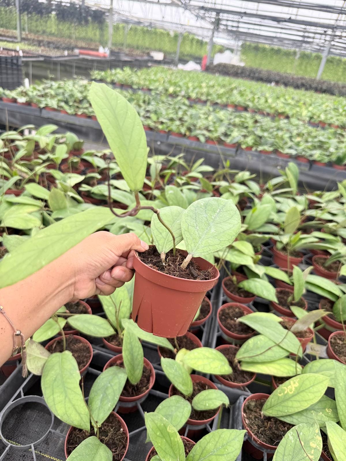 4" Pot Hoya Vitellinoides Big Leaf Plant | Rare Hoya Live Plant | Large Leaf Tropical Houseplant | Collector Indoor Plant