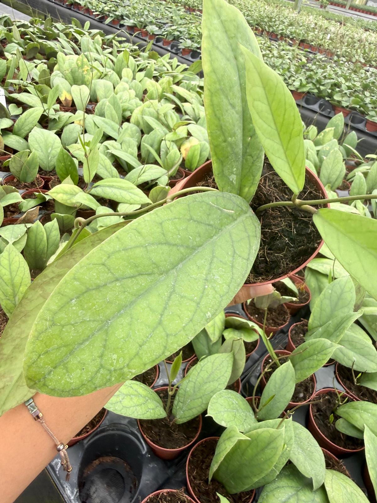 4" Pot Hoya Vitellinoides Big Leaf Plant | Rare Hoya Live Plant | Large Leaf Tropical Houseplant | Collector Indoor Plant